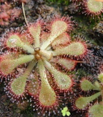Rosnatka - Drosera dielsiana - semena - 15 ks