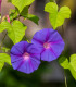 BIO Povíjnice fialová - Ipomoea purpurea - bio semena - 15 ks