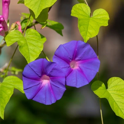 BIO Povíjnice fialová - Ipomoea purpurea - bio semena - 30 ks