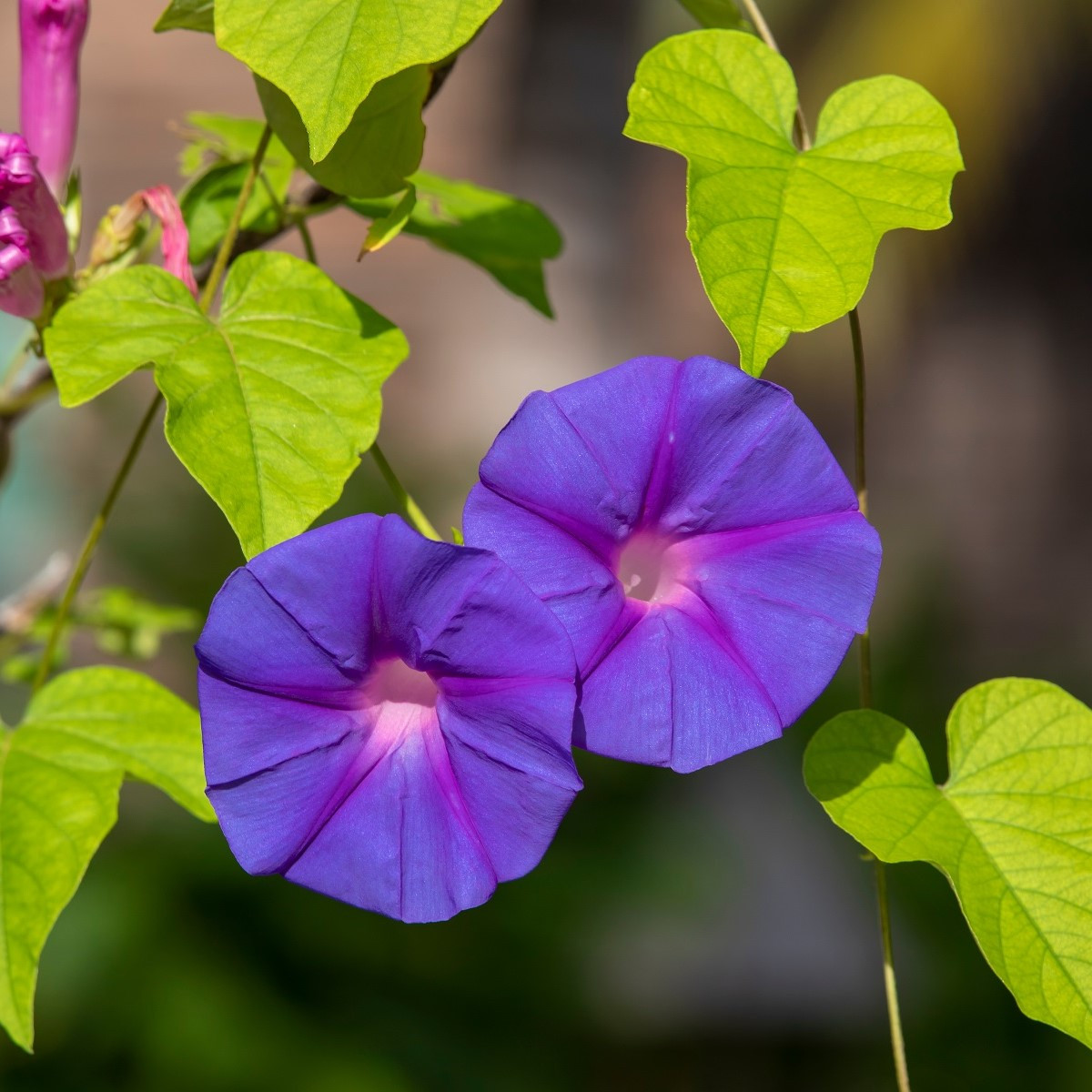 BIO Povíjnice fialová - Ipomoea purpurea - bio semena - 30 ks
