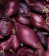 BIO Cibule Red Baron - Allium cepa - bio semena - 100 ks