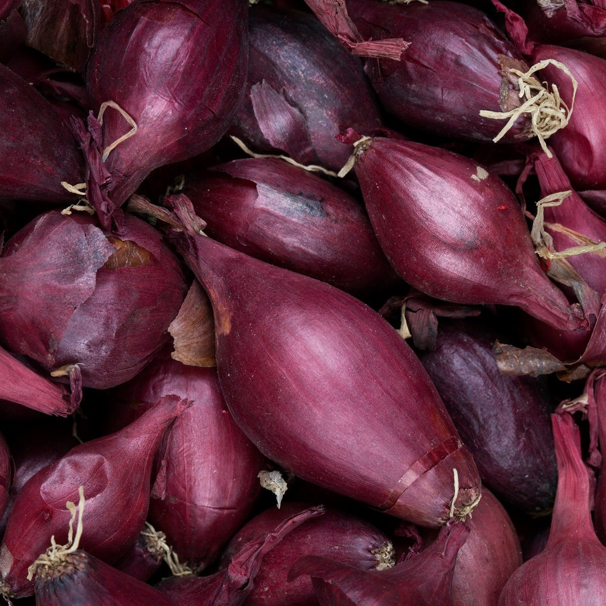 BIO Cibule Red Baron - Allium cepa - bio semena - 100 ks