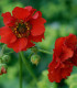 Kuklík Chilský Red Dragon - Geum chiloense - semena - 20 ks