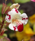 Kejklířka tečkovaná White Blotch - Mimulus - semena - 20 ks