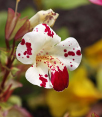 Kejklířka tečkovaná White Blotch - Mimulus - semena - 20 ks