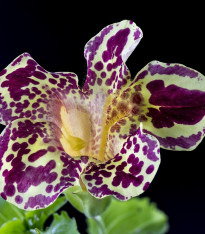 Kejklířka tečkovaná White Flame - Mimulus - semena - 20 ks