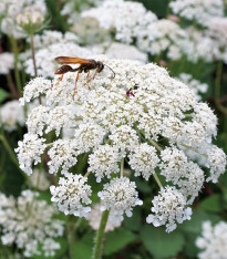 Mrkev Wildform - Daucus carota - semena - 250 ks