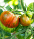 BIO Rajče Tigerella - Solanum lycopersicum - bio semena - 6 ks