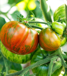 BIO semena rajčete – BIO Rajče Tigerella – Solanum lycopersicum