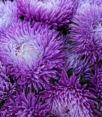 Astra čínská Princess Scharlach - Callistephus chinensis - semena - 50 ks