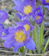 Koniklec alpinský Bells Violet - Pulsatilla alpina - semena - 20 ks