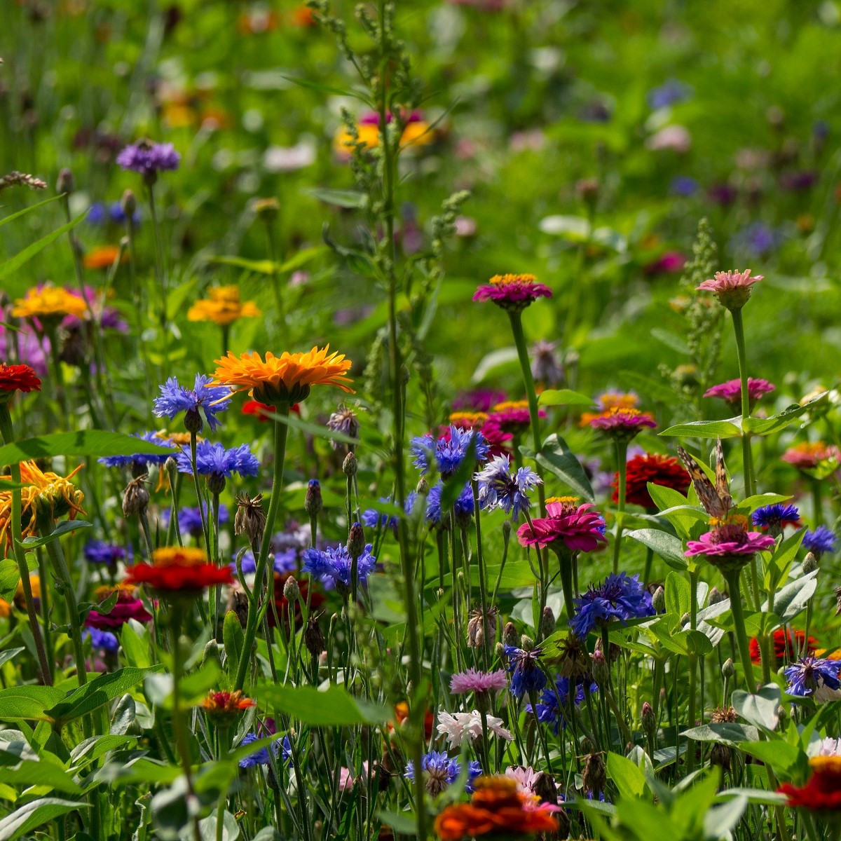 Střešní zahrada - Planta Naturalis - luční směs - 10 g