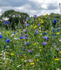 Střešní zahrada - Planta Naturalis - luční směs - 40 g