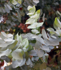Eucalyptus cinerea - semena - 8 ks
