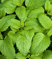 Meduňka Limoncello - Melissa officinalis - semena - 20 ks