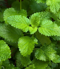 Meduňka Mandarina - Melissa officinalis - semena - 20 ks