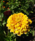 Ostálka Zinderella Yellow - Zinnia elegans - semena - 20 ks