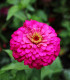 Ostálka Zinderella Purple - Zinnia elegans - semena - 20 ks