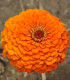 Ostálka Zinderella Orange - Zinnia elegans - semena - 20 ks