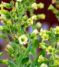 Tabák selský - Nicotiana rustica - semena - 200 ks
