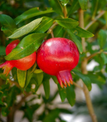Semena granátového jablka – Granátové jablko – Punica granatum