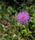 Citlivka stydlivá - Mimosa pudica - semena - 10 ks