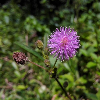 Citlivka stydlivá - Mimosa pudica - semena - 10 ks