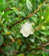 Myrta obecná - Myrtus communis - semena - 5 ks