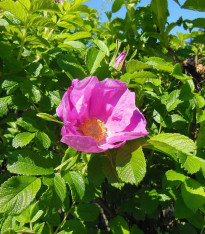 Růže svraskalá - Rosa rugosa - semena - 10 ks