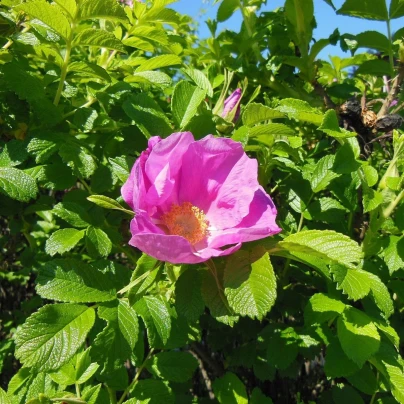 Růže svraskalá - Rosa rugosa - semena - 10 ks