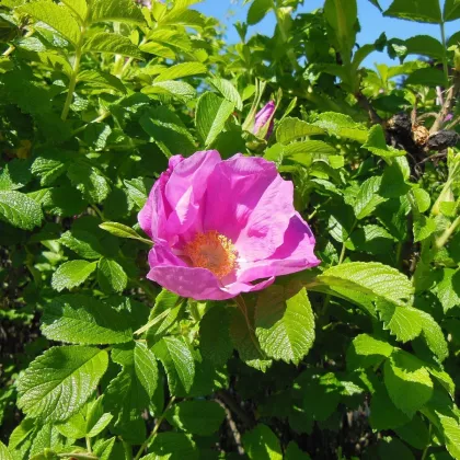 Růže svraskalá - Rosa rugosa - semena - 5 ks