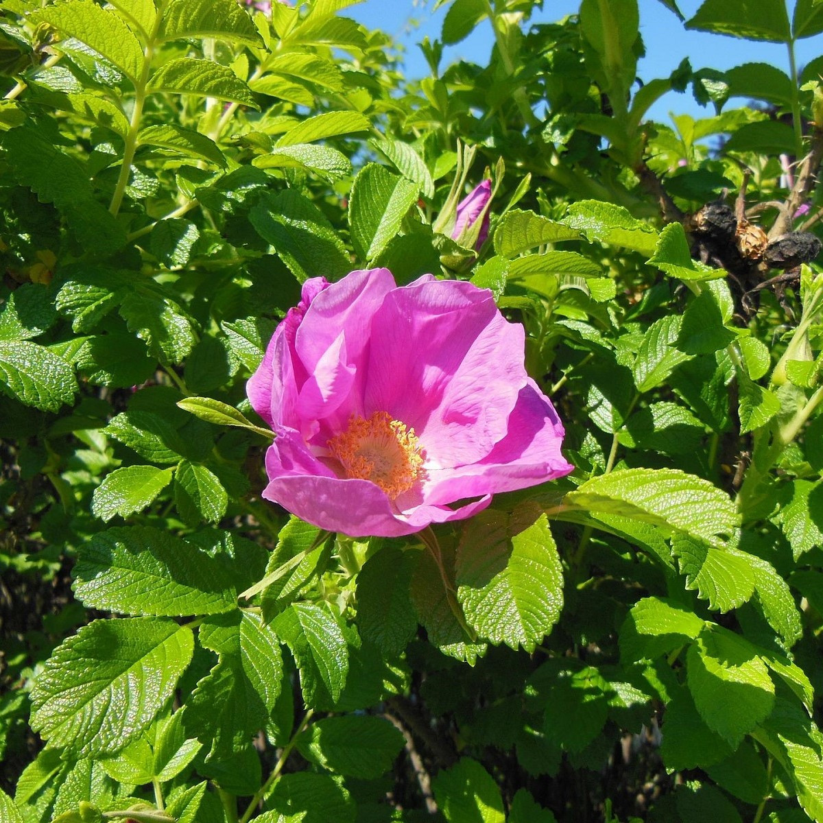 Růže svraskalá - Rosa rugosa - semena - 10 ks