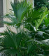 Palma - Carludovica Palmata - semena - 3 ks