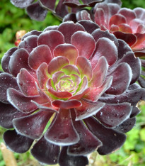 Růžicovka - Aeonium arboreum - semena - 5 ks