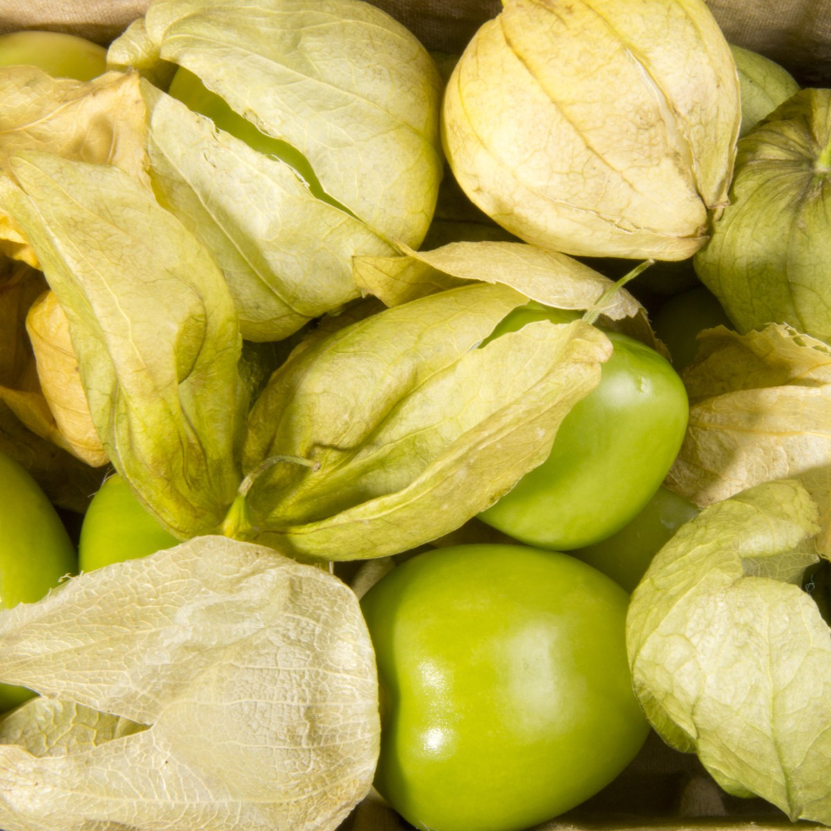 Tomatillo - Rajčenka - Physalis ixocarpa - semena - 5 ks