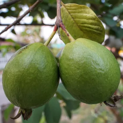 Guave - Psidium guajava - semena - 4 ks