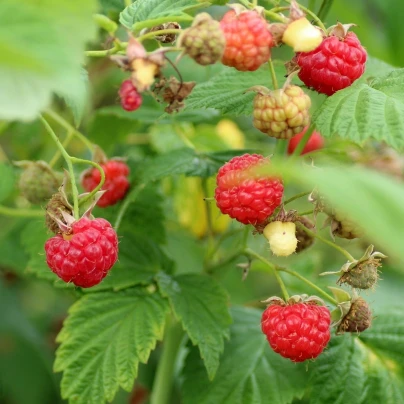 Ostružiník Maliník - Rubus Leucodermis - semena - 5 ks