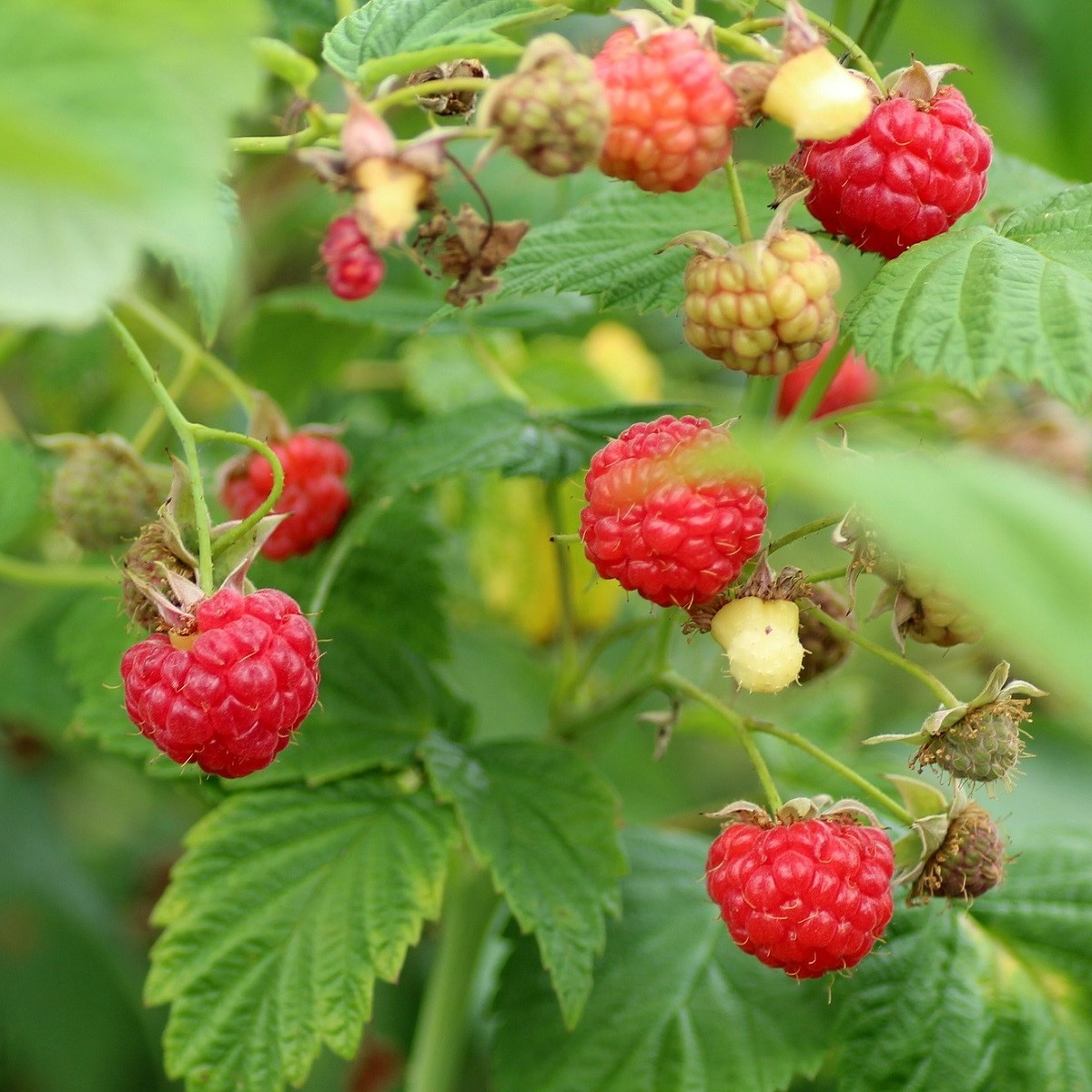 Ostružiník Maliník - Rubus Leucodermis - semena - 5 ks