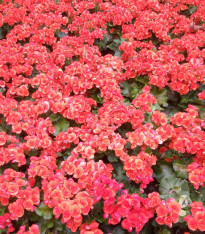 Begónie Big Red Green Leaf F1 - Begonia benariensis - semena - 8 ks