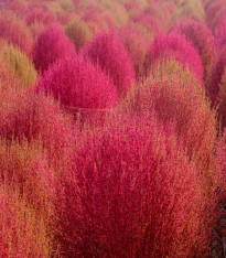 Bytel metlatý - Kochia trichophylla - semena - 100 ks