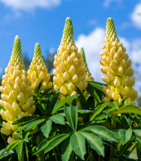 Lupina žlutá - Lupinus polyphyllus - prostokořenné sazenice - 1 ks