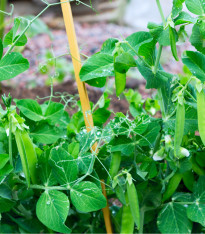 BIO Hrách dřeňový raný Zázrak z Kelvedonu - Pisum sativum - bio semena - 50 ks