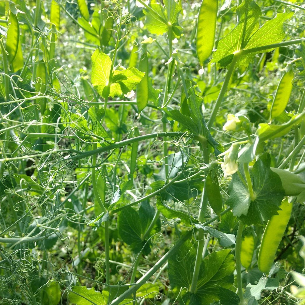 Hrách cukrový Heraut - Pisum sativum - semena - 45 ks