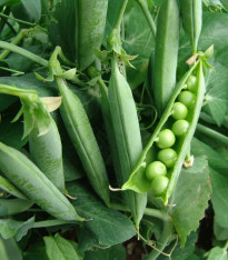 Hrách dřeňový Premium - Pisum sativum - semena - 80 ks