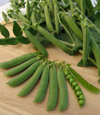 Hrách dřeňový Ambassador - Pisum sativum - semena - 45 ks