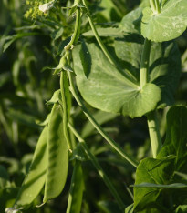 Hrách cukrový Norli - Pisum sativum - semena - 60 ks