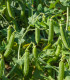 BIO Hrách cukrový Norli - Pisum sativum - bio semena - 75 ks