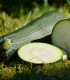 BIO Cuketa Zuboda - Cucurbita pepo - bio semena - 8 ks