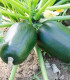 Cuketa Green Griller F1 - Cucurbita pepo - semena - 5 ks