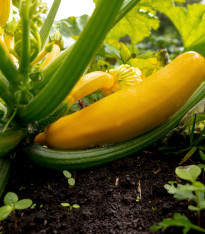 Cuketa Soleil F1 zlatá - Cucurbita pepo - semena - 7 ks